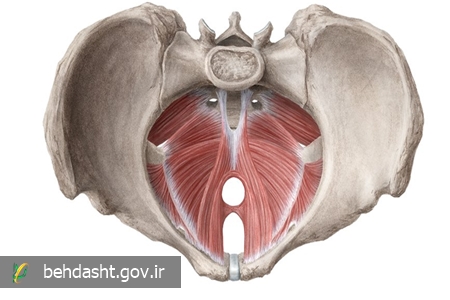 اختلالات کف لگن در زنان؛ علل، علائم و روش‌های درمان