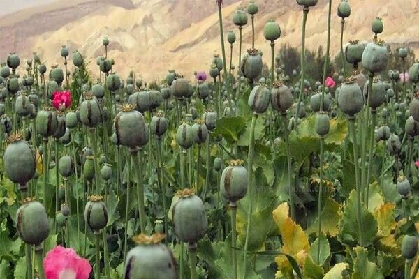 کشت قانونی خشخاش