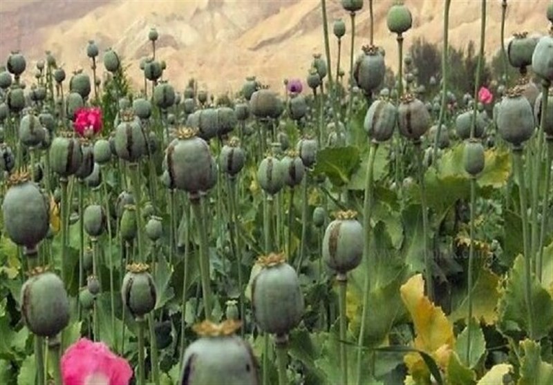 کشت مخدر داخل کشور