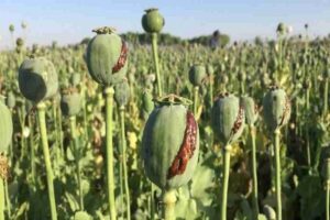 کشت خشخاش در ایران