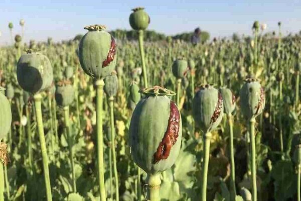 کشت خشخاش در ایران